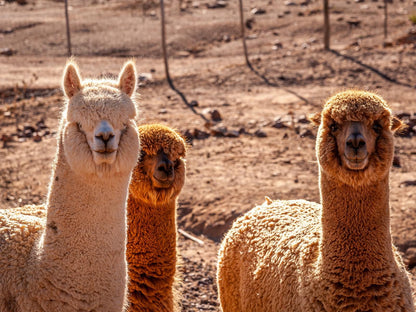 Rooilande Guest Farm Laingsburg Western Cape South Africa Camel, Mammal, Animal, Herbivore