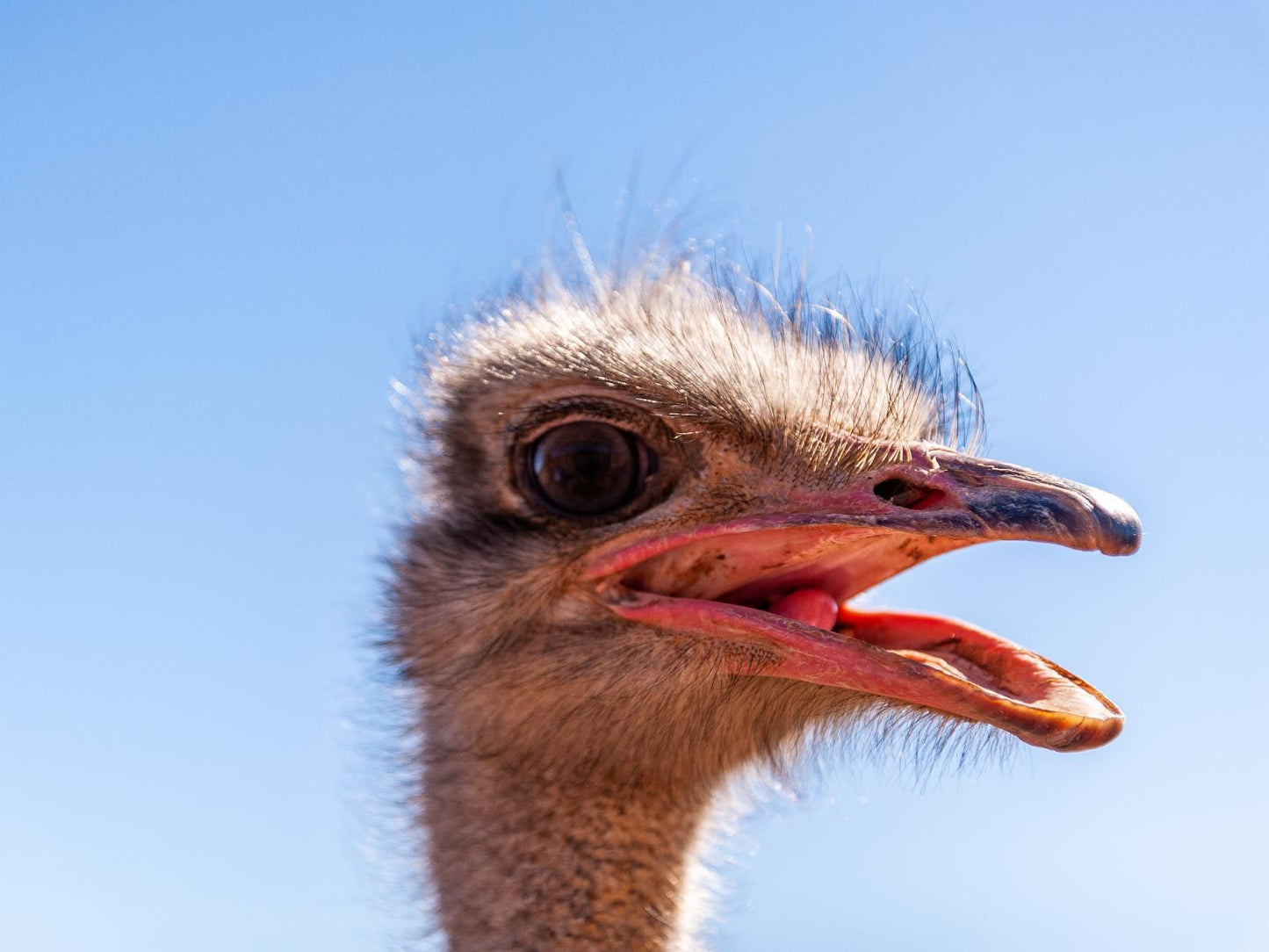 Rooilande Guest Farm Laingsburg Western Cape South Africa Colorful, Ostrich, Bird, Animal