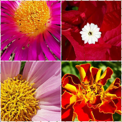 Room Irissa Sanctuary De Rust Western Cape South Africa Colorful, Flower, Plant, Nature