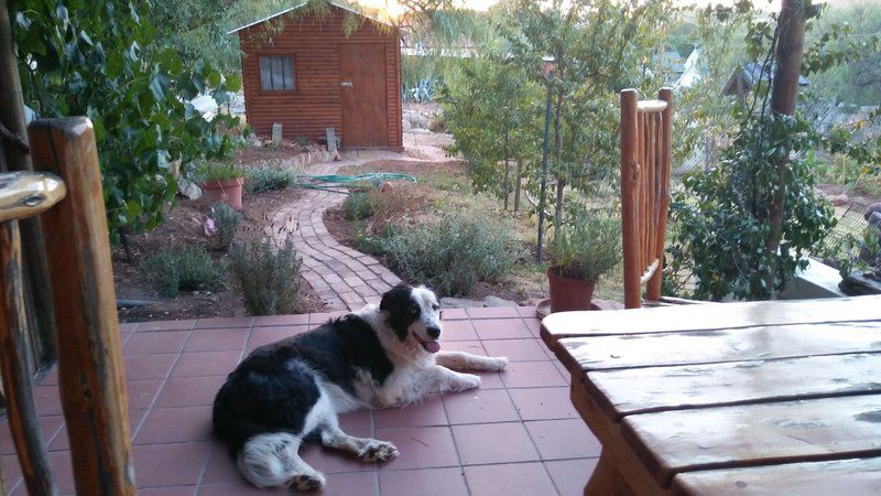 Room Irissa Sanctuary De Rust Western Cape South Africa Dog, Mammal, Animal, Pet, Cactus, Plant, Nature