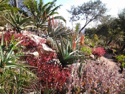 Roosfontein Bed And Breakfast And Conference Room Queensburgh Durban Kwazulu Natal South Africa Palm Tree, Plant, Nature, Wood, Garden