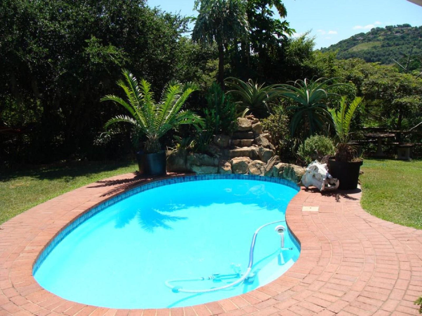 Roosfontein Bed And Breakfast And Conference Room Queensburgh Durban Kwazulu Natal South Africa Complementary Colors, Palm Tree, Plant, Nature, Wood, Garden, Swimming Pool