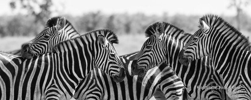 Badger Bush Lodge Mjejane Private Game Reserve Mpumalanga South Africa Colorless, Black And White, Zebra, Mammal, Animal, Herbivore