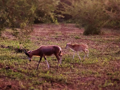 Rose And Ivy Guesthouse Makhado Louis Trichardt Limpopo Province South Africa Deer, Mammal, Animal, Herbivore