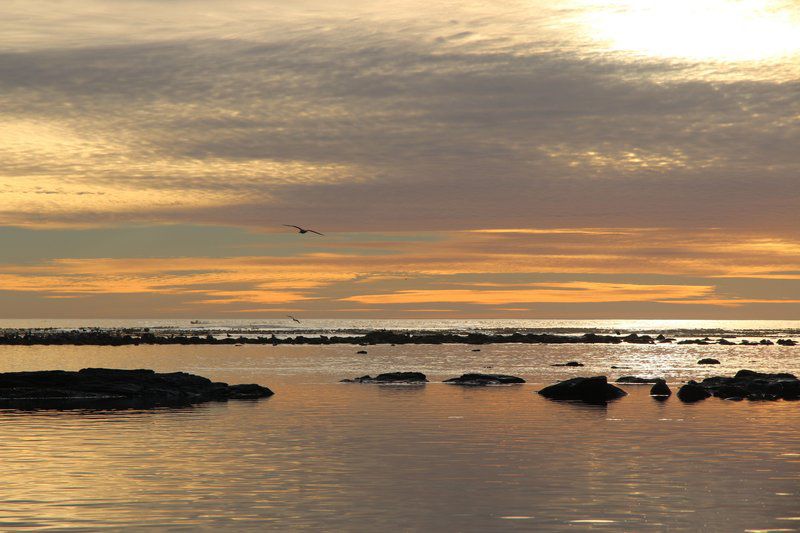 Rose Tree Rondebosch Cape Town Western Cape South Africa Beach, Nature, Sand, Sky, Ocean, Waters, Sunset