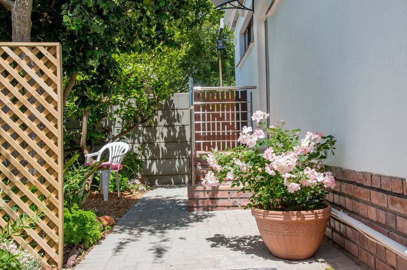 Rose Tree Rondebosch Cape Town Western Cape South Africa House, Building, Architecture, Plant, Nature, Garden