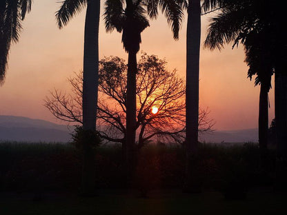 Rosegarden Guesthouse Pongola Kwazulu Natal South Africa Palm Tree, Plant, Nature, Wood, Sky, Sunset