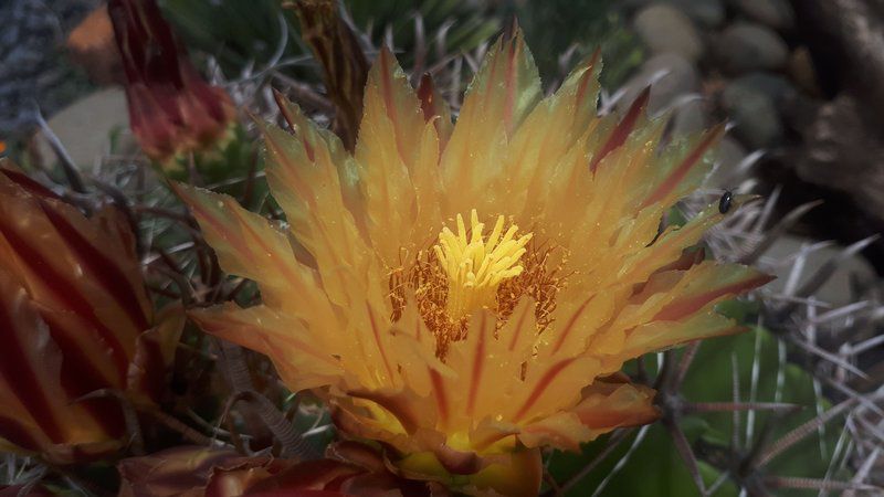 Rosegarden Guesthouse Pongola Kwazulu Natal South Africa Cactus, Plant, Nature