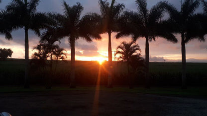 Rosegarden Guesthouse Pongola Kwazulu Natal South Africa Beach, Nature, Sand, Palm Tree, Plant, Wood, Sky, Framing, Sunset