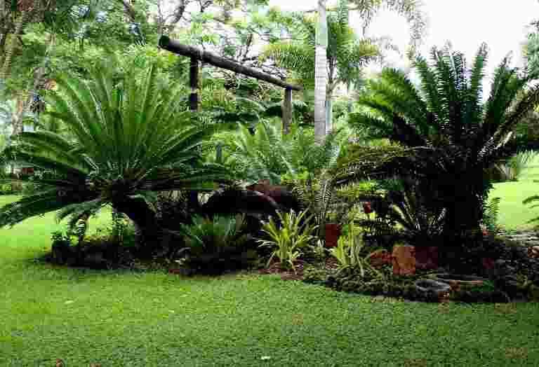 Rosegarden Guesthouse Pongola Kwazulu Natal South Africa Palm Tree, Plant, Nature, Wood, Garden