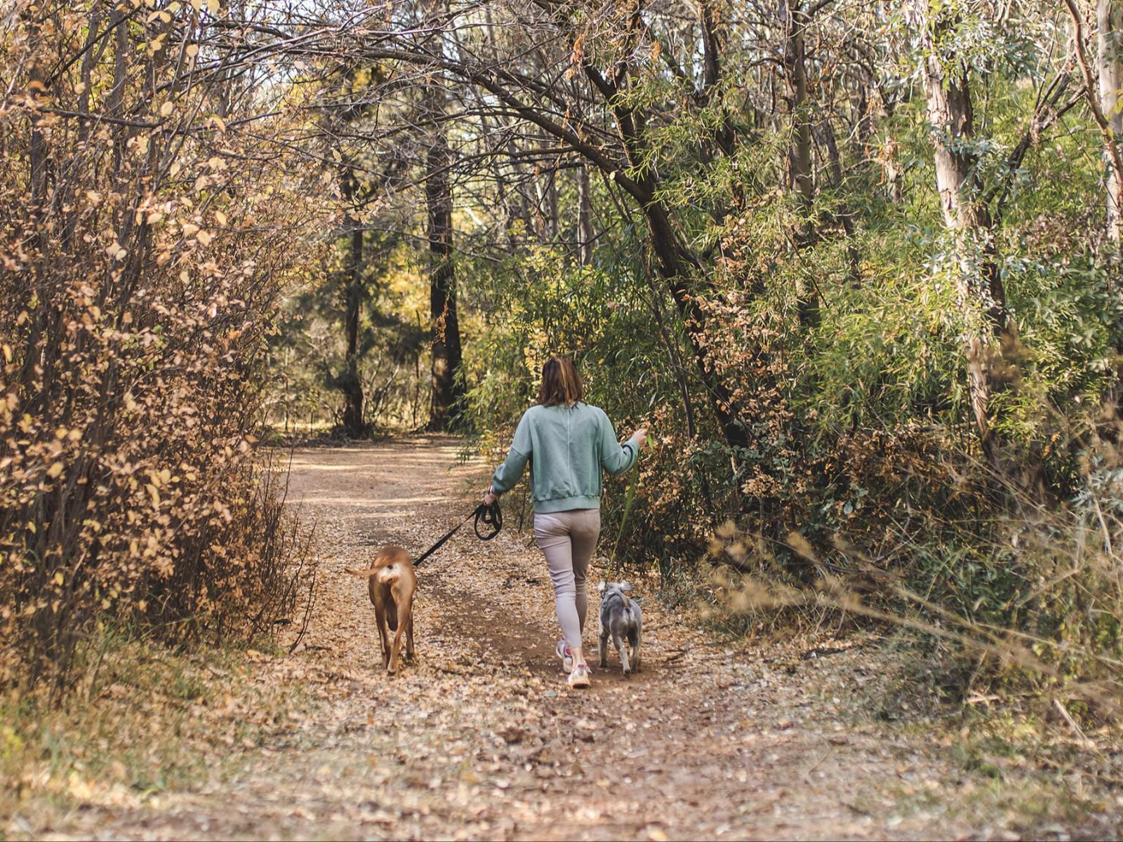 Rosemary Hill, Dog, Mammal, Animal, Pet, Tree, Plant, Nature, Wood, Person