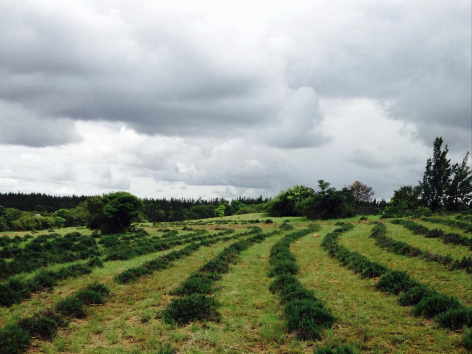 Rosemary Hill, Field, Nature, Agriculture