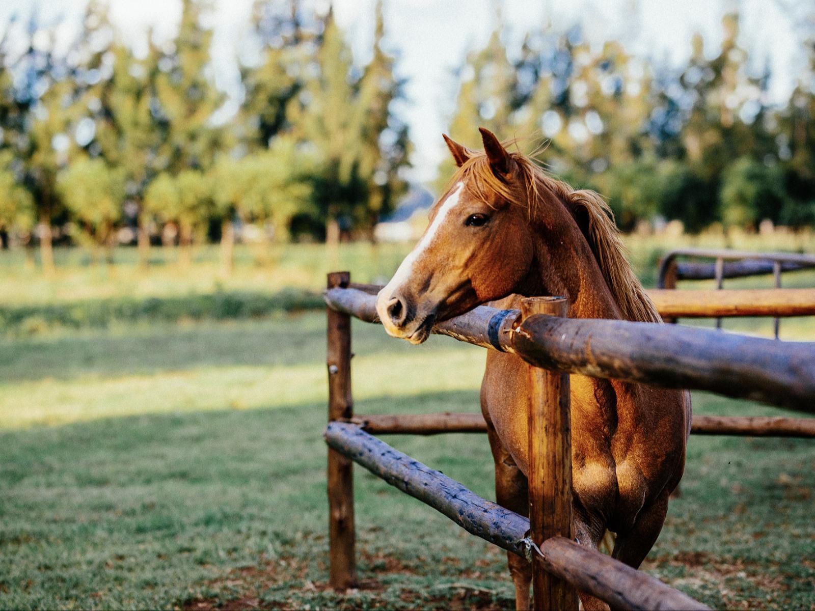 Rosemary Hill, Horse, Mammal, Animal, Herbivore