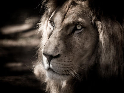 Rosscos Lodges Phalaborwa Limpopo Province South Africa Lion, Mammal, Animal, Big Cat, Predator