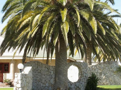 Rossmund Lodge, Palm Tree, Plant, Nature, Wood