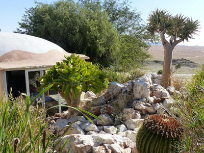 Rostock Ritz Desert Lodge, Cactus, Plant, Nature, Palm Tree, Wood, Garden