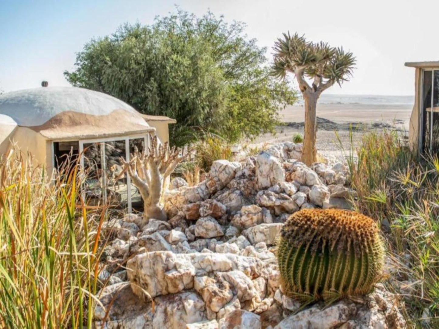 Rostock Ritz Desert Lodge, Cactus, Plant, Nature, Desert, Sand