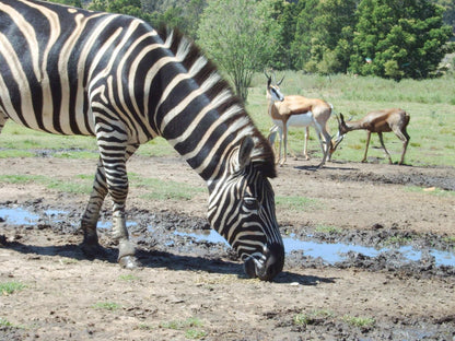 Rothman Manor De Luxe Guest Retreat Swellendam Western Cape South Africa Zebra, Mammal, Animal, Herbivore