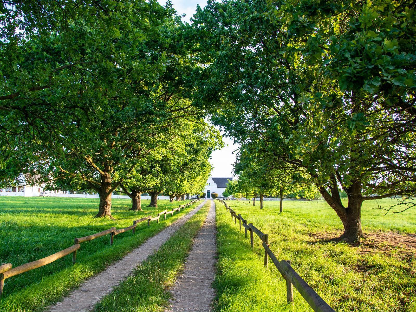 Rotterdam Estates Buffeljagsrivier Western Cape South Africa Tree, Plant, Nature, Wood