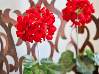 Rouge On Rose Boutique Hotel Bo Kaap Cape Town Western Cape South Africa Flower, Plant, Nature