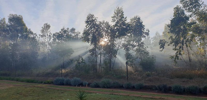 Round Here Holiday Home Sabie Mpumalanga South Africa Unsaturated, Fog, Nature, Tree, Plant, Wood