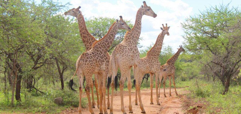 Roundhousemarloth Marloth Park Mpumalanga South Africa Giraffe, Mammal, Animal, Herbivore