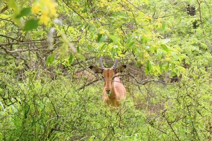 Roundhousemarloth Marloth Park Mpumalanga South Africa Deer, Mammal, Animal, Herbivore