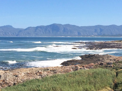 Royal Albatros Gansbaai Western Cape South Africa Complementary Colors, Beach, Nature, Sand, Ocean, Waters