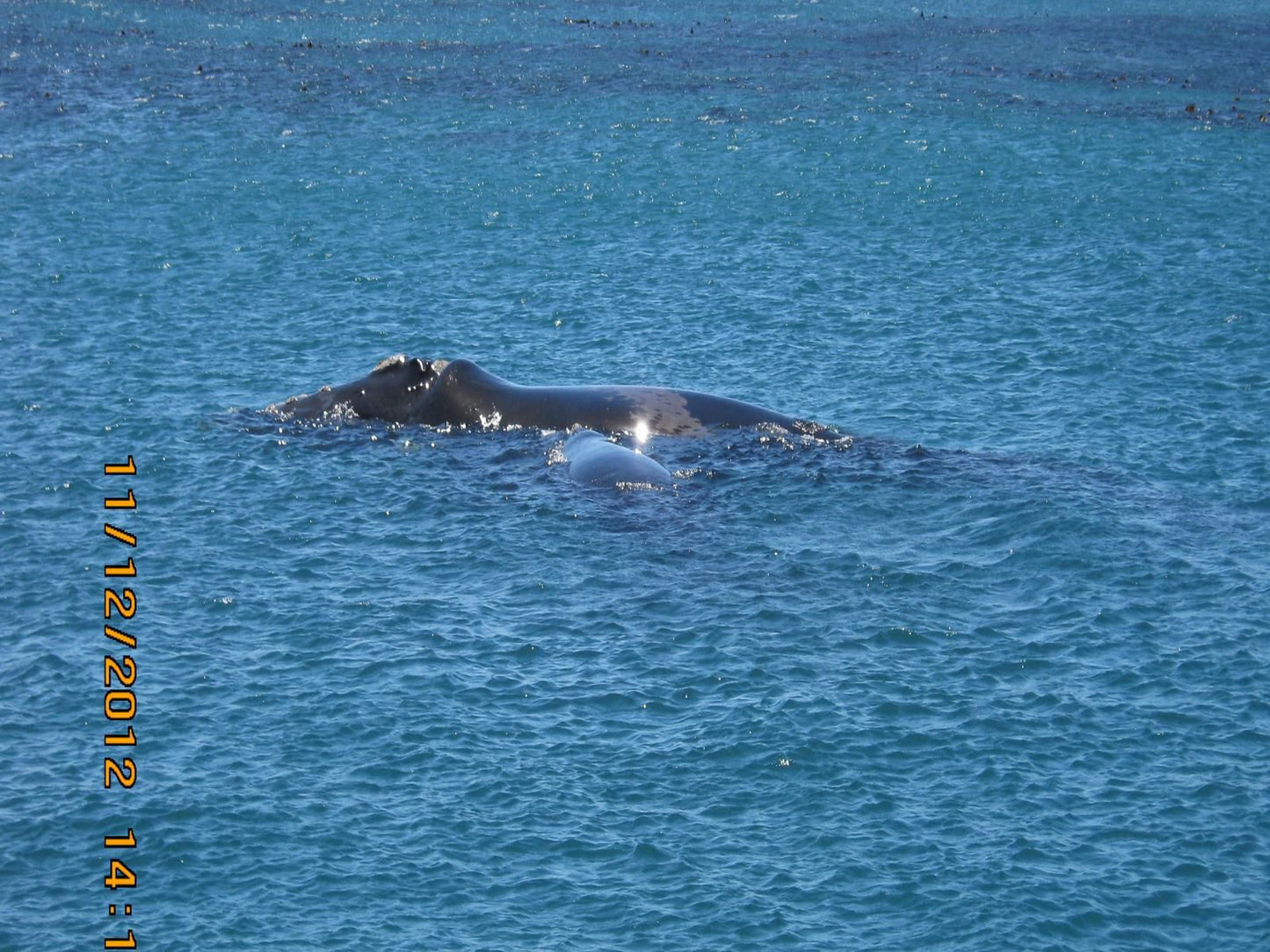 Royal Albatros Gansbaai Western Cape South Africa Whale, Marine Animal, Animal