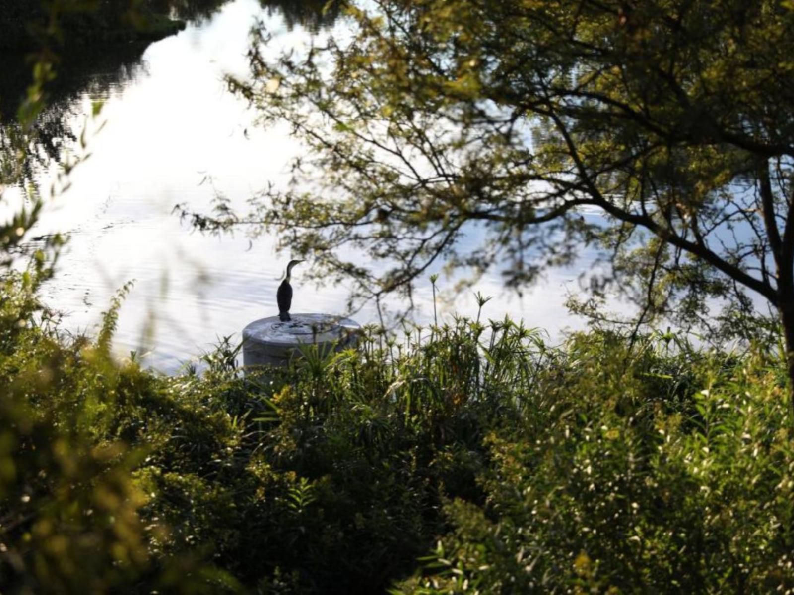 Royal Fischer Hotel Rayton Bloemfontein Free State South Africa Lake, Nature, Waters, Tree, Plant, Wood