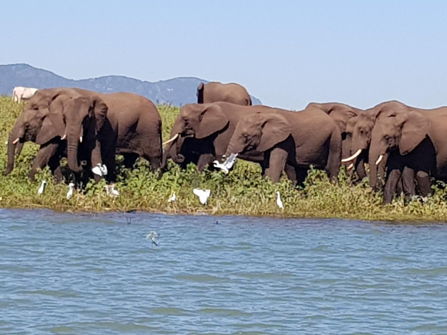 Royal Jozini Private Game Reserve, Elephant, Mammal, Animal, Herbivore