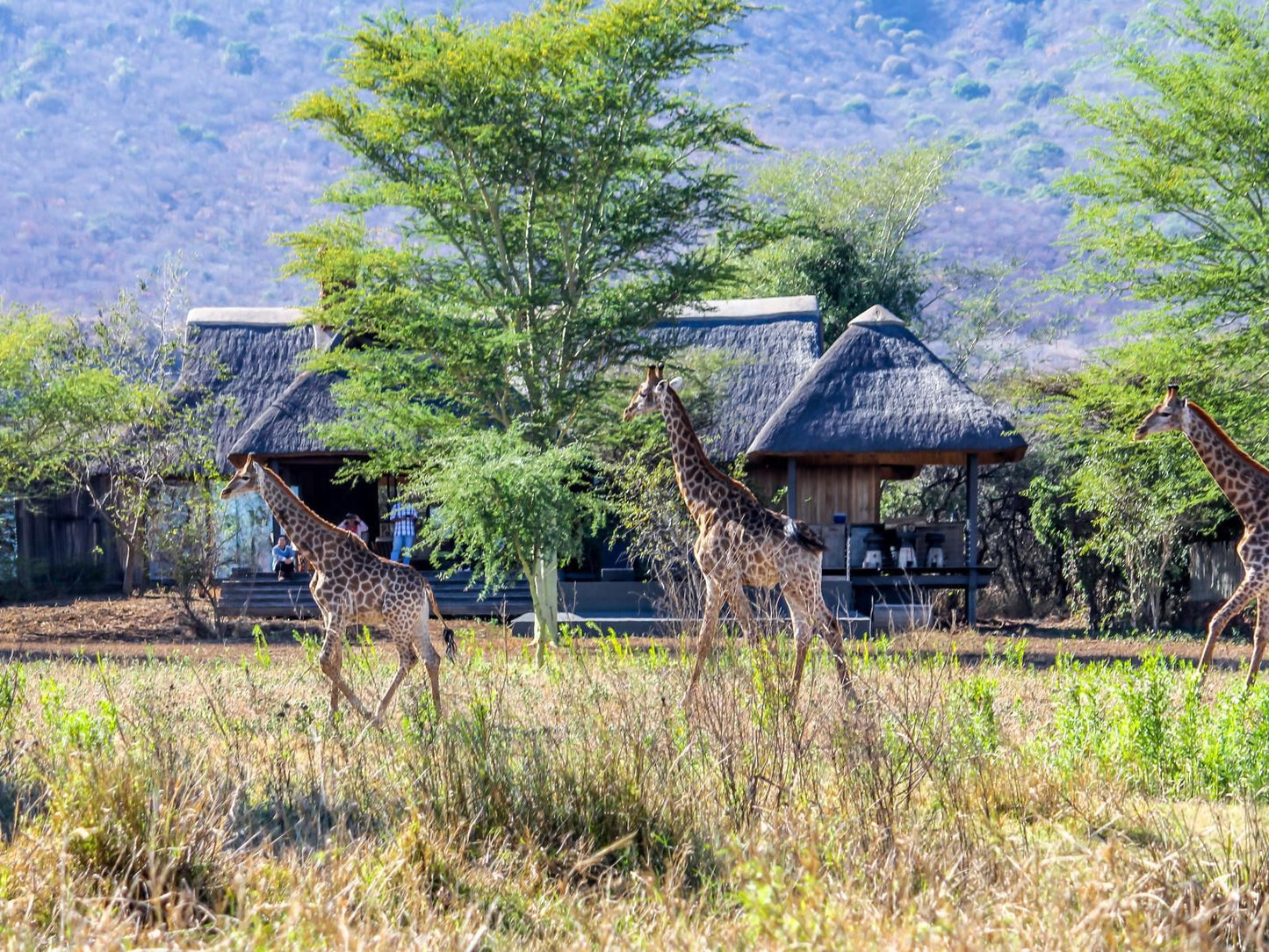 Royal Jozini Private Game Reserve, Giraffe, Mammal, Animal, Herbivore