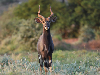 Royal Karoo Safari Lodge Steytlerville Eastern Cape South Africa Animal