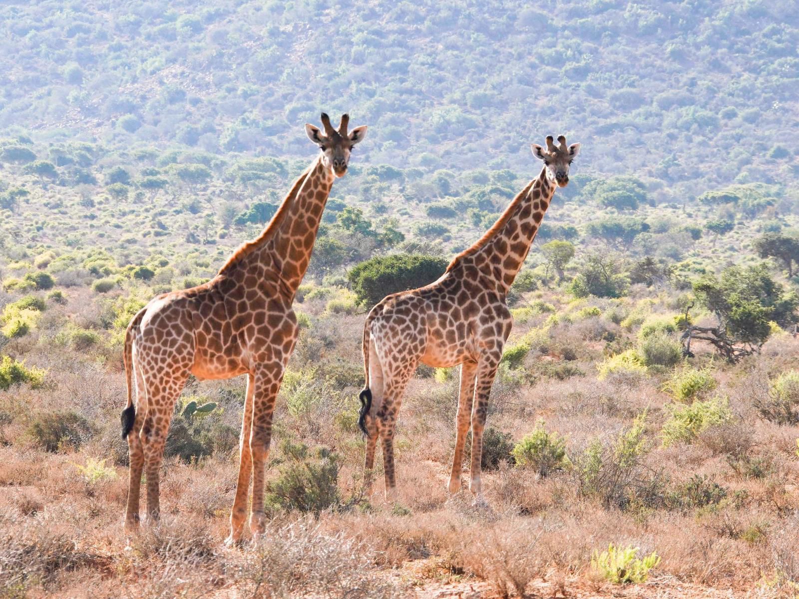 Royal Karoo Safari Lodge Steytlerville Eastern Cape South Africa Complementary Colors, Giraffe, Mammal, Animal, Herbivore