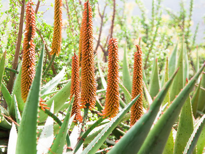 Royal Karoo Safari Lodge Steytlerville Eastern Cape South Africa Plant, Nature