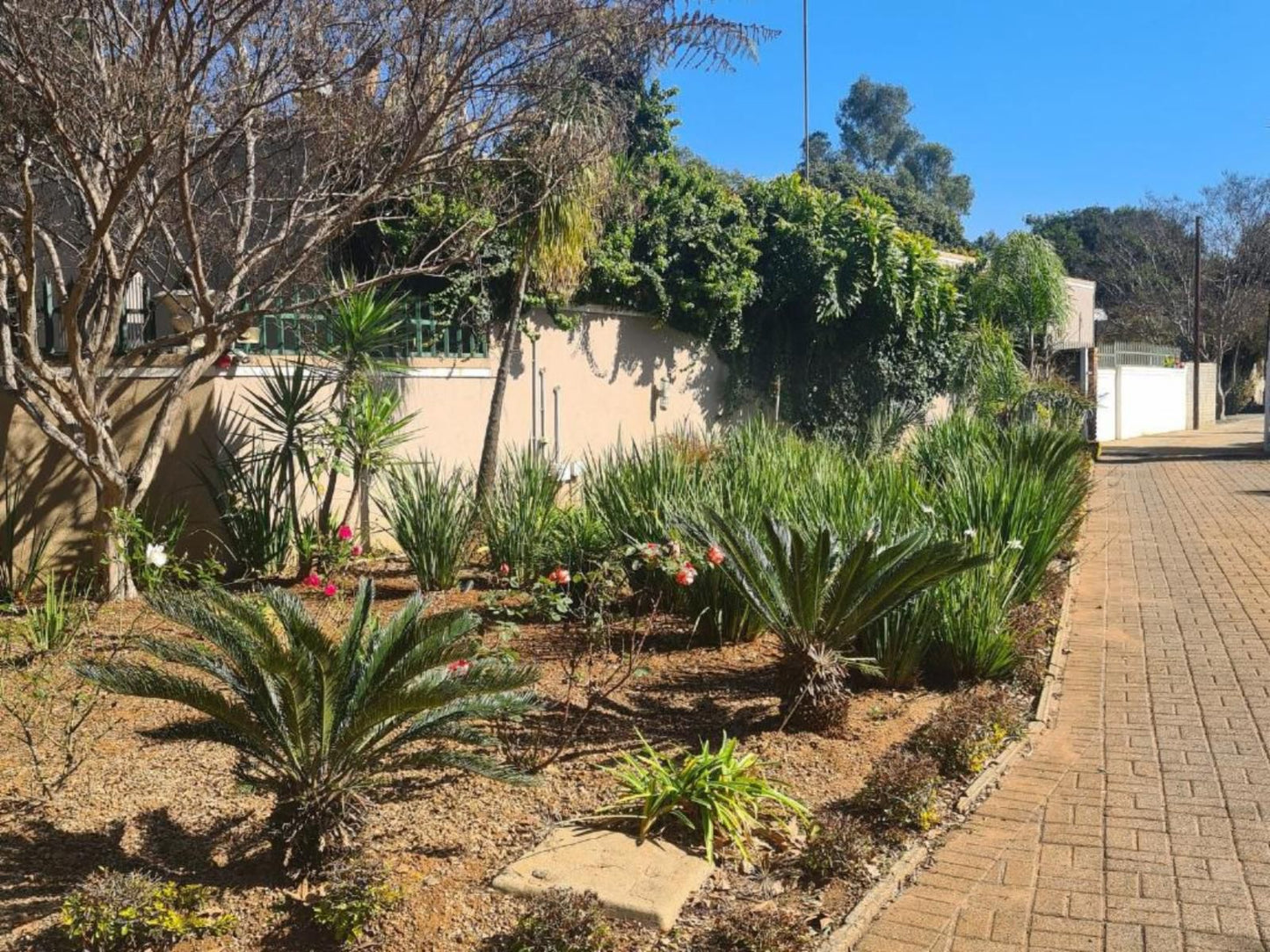 Royal Villa Guesthouse Brakpan Johannesburg Gauteng South Africa Palm Tree, Plant, Nature, Wood, Garden