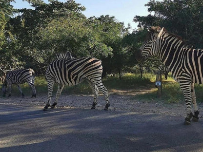 Royale Marlothi Safari Lodge Marloth Park Mpumalanga South Africa Unsaturated, Zebra, Mammal, Animal, Herbivore