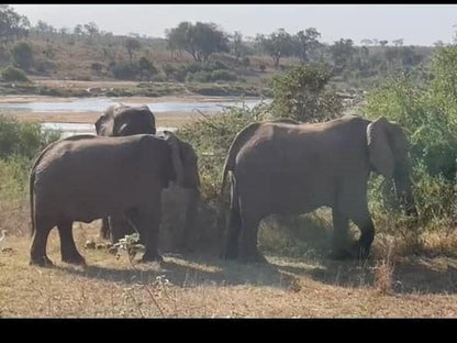 Royale Marlothi Safari Lodge Marloth Park Mpumalanga South Africa Unsaturated, Elephant, Mammal, Animal, Herbivore