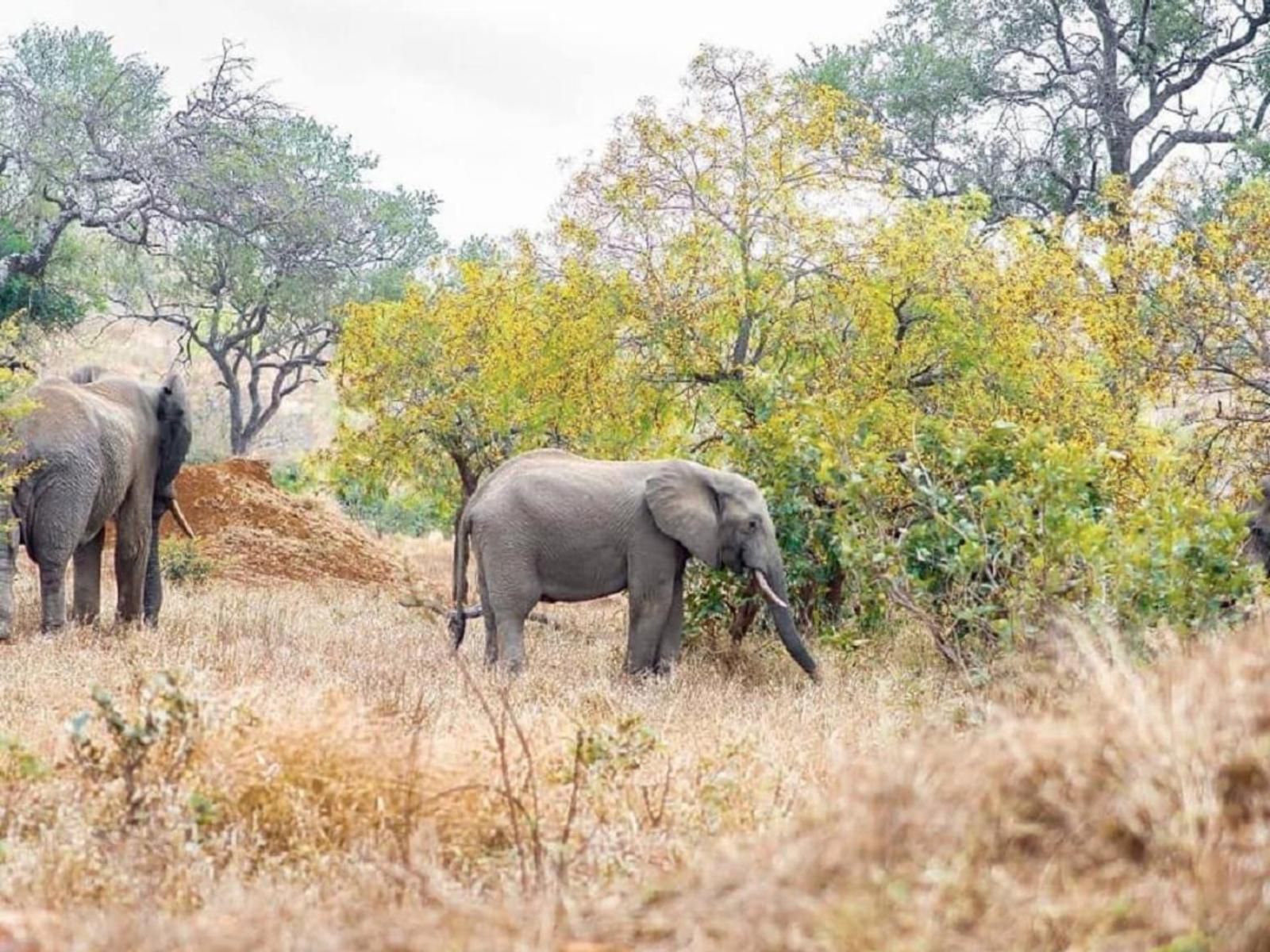 Royale Marlothi Safari Lodge Marloth Park Mpumalanga South Africa Elephant, Mammal, Animal, Herbivore