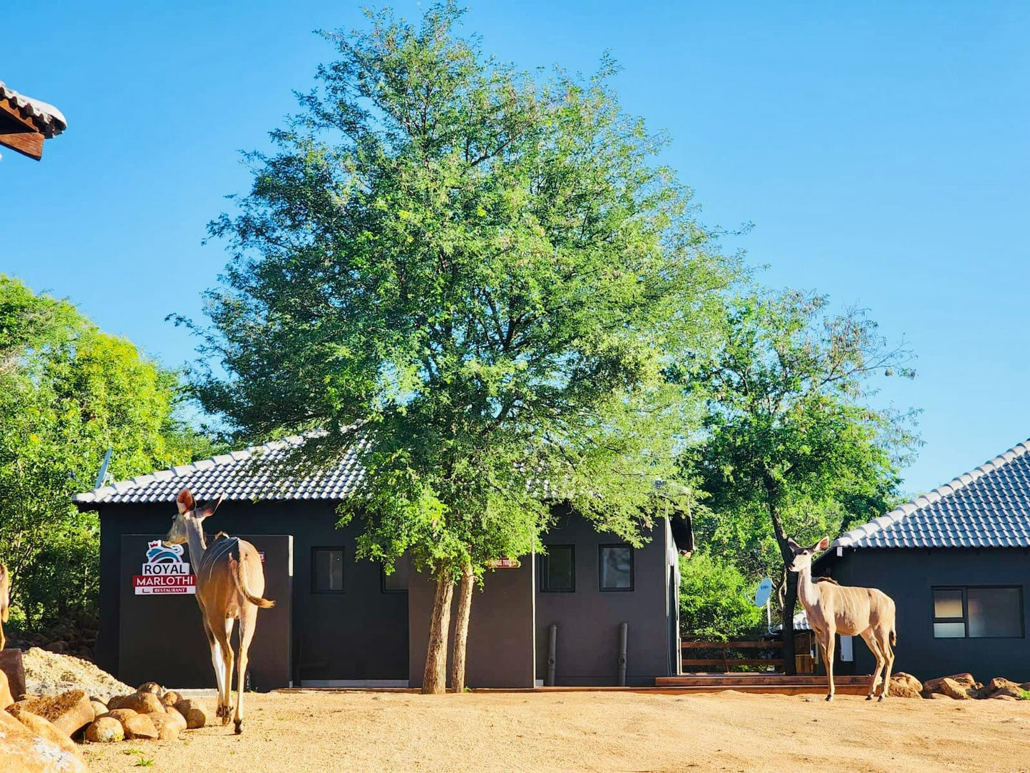 Royale Marlothi Safari Lodge Marloth Park Mpumalanga South Africa Complementary Colors, Horse, Mammal, Animal, Herbivore