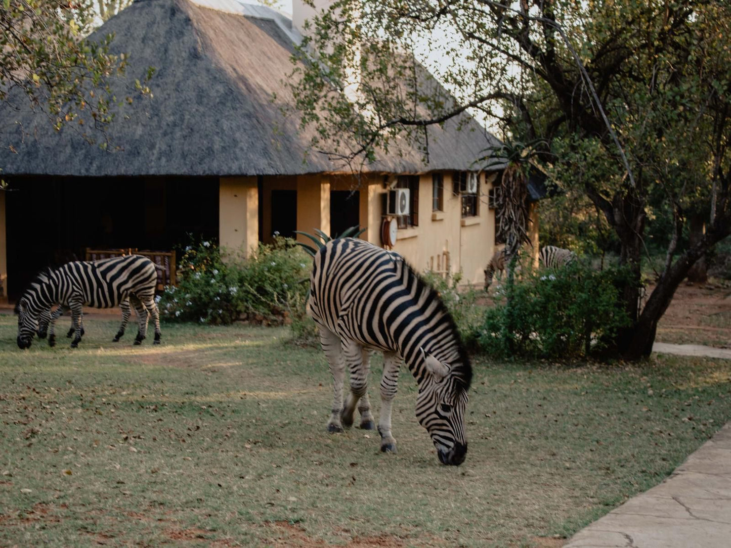 Royal Kruger Lodge Marloth Park Mpumalanga South Africa Zebra, Mammal, Animal, Herbivore