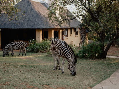 Royal Kruger Lodge Marloth Park Mpumalanga South Africa Zebra, Mammal, Animal, Herbivore