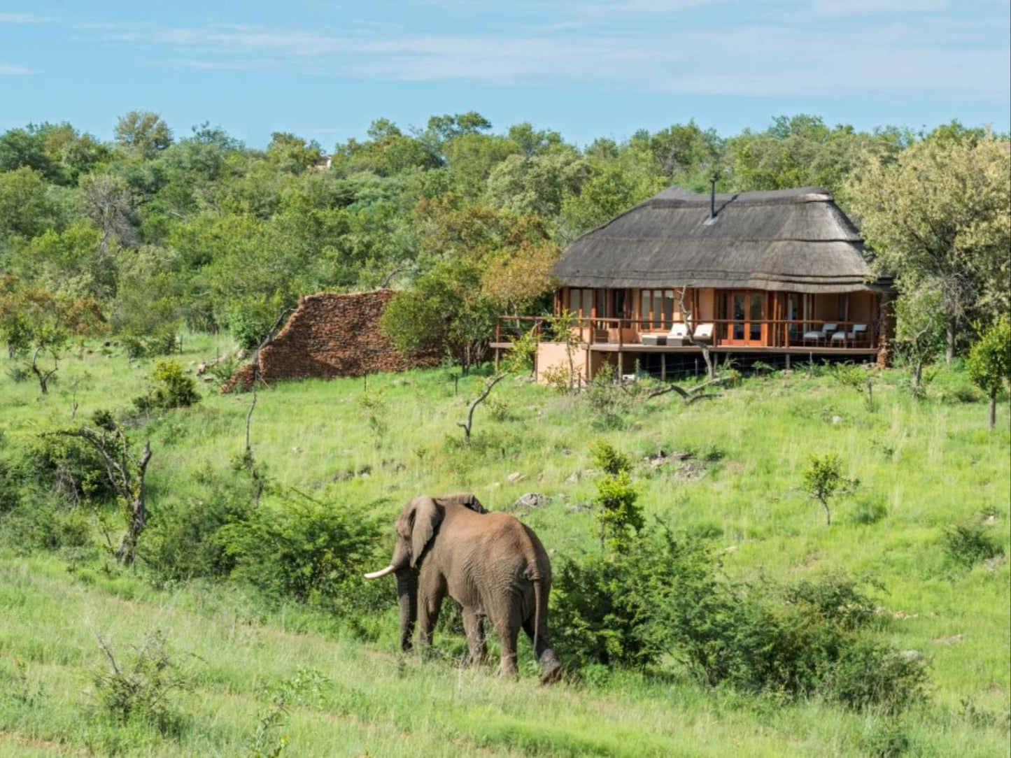 Royal Madikwe Madikwe Game Reserve North West Province South Africa Complementary Colors, Elephant, Mammal, Animal, Herbivore