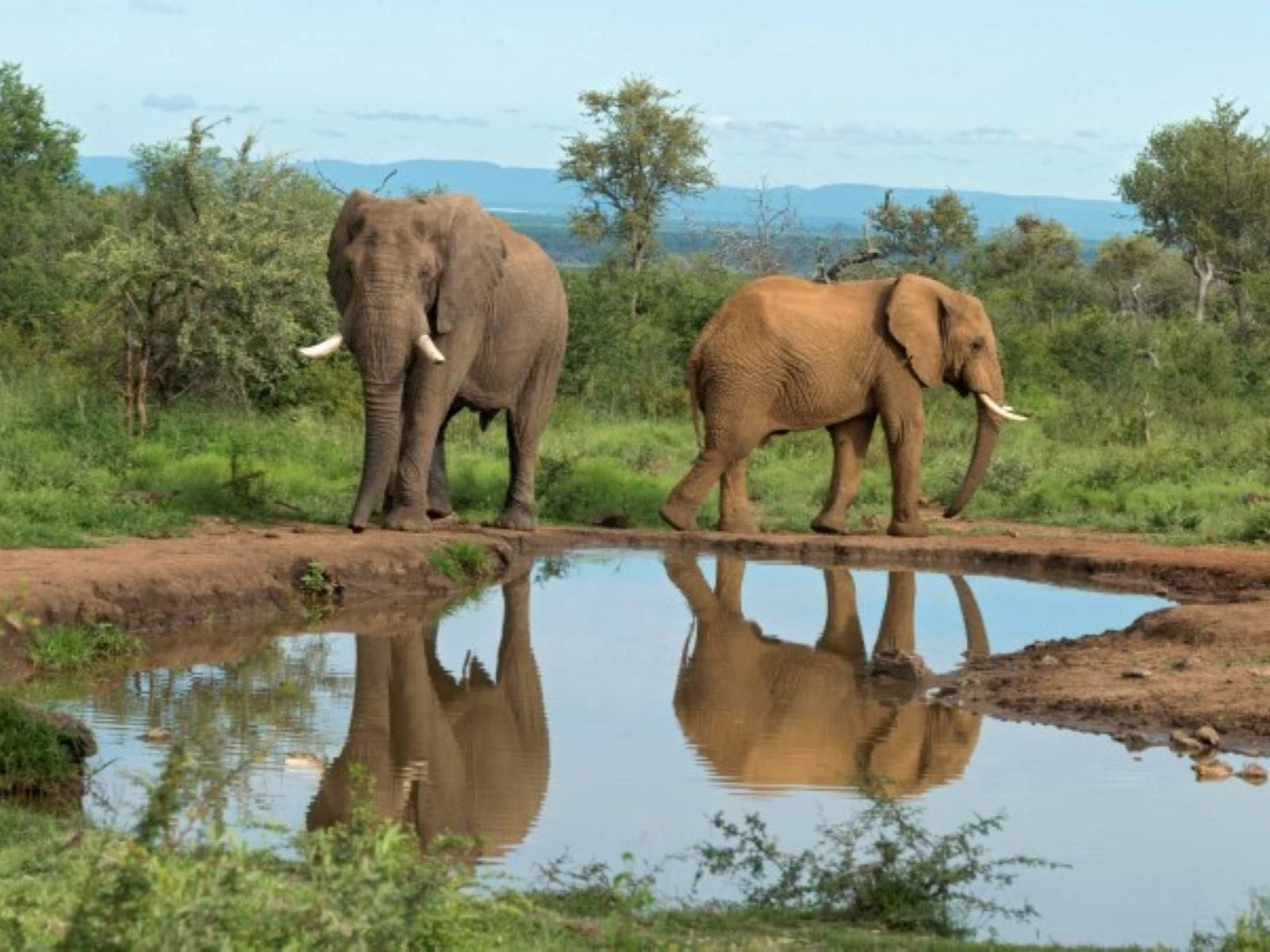 Royal Madikwe Madikwe Game Reserve North West Province South Africa Complementary Colors, Elephant, Mammal, Animal, Herbivore