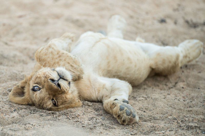 Royal Malewane Thornybush Game Reserve Mpumalanga South Africa Lion, Mammal, Animal, Big Cat, Predator