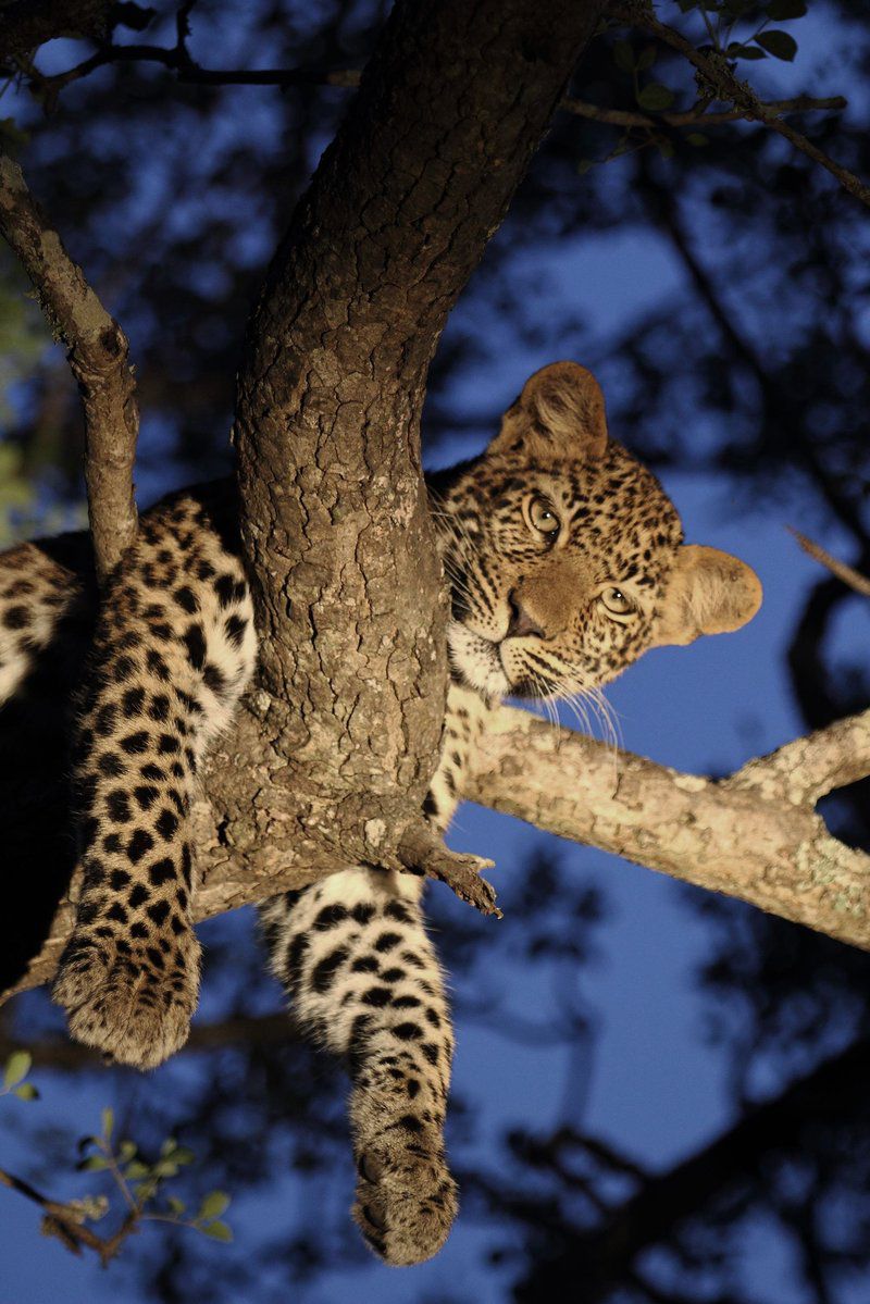 Royal Malewane Thornybush Game Reserve Mpumalanga South Africa Complementary Colors, Leopard, Mammal, Animal, Big Cat, Predator
