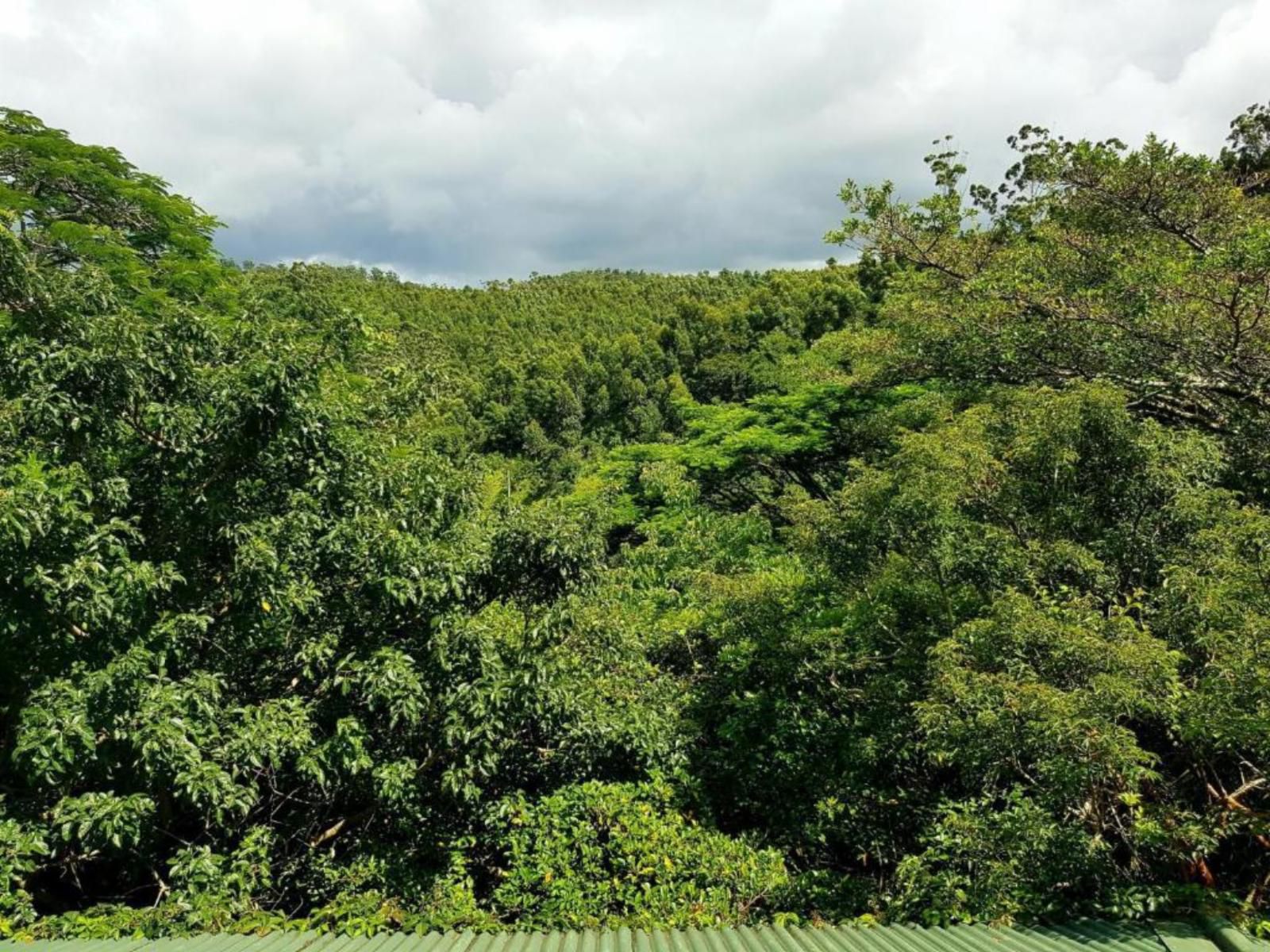 Royston Hall Umtentweni Kwazulu Natal South Africa Forest, Nature, Plant, Tree, Wood