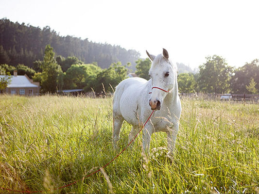 Rozendal Farm, Horse, Mammal, Animal, Herbivore, Meadow, Nature