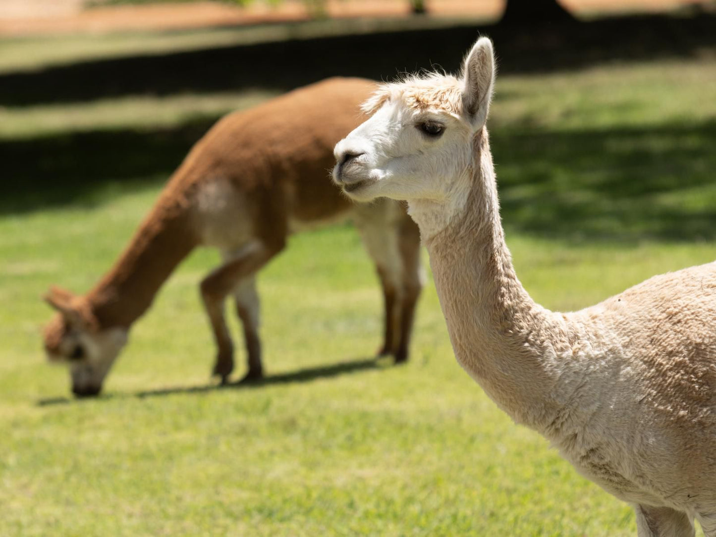 Rozendal Farm, Sepia Tones, Animal