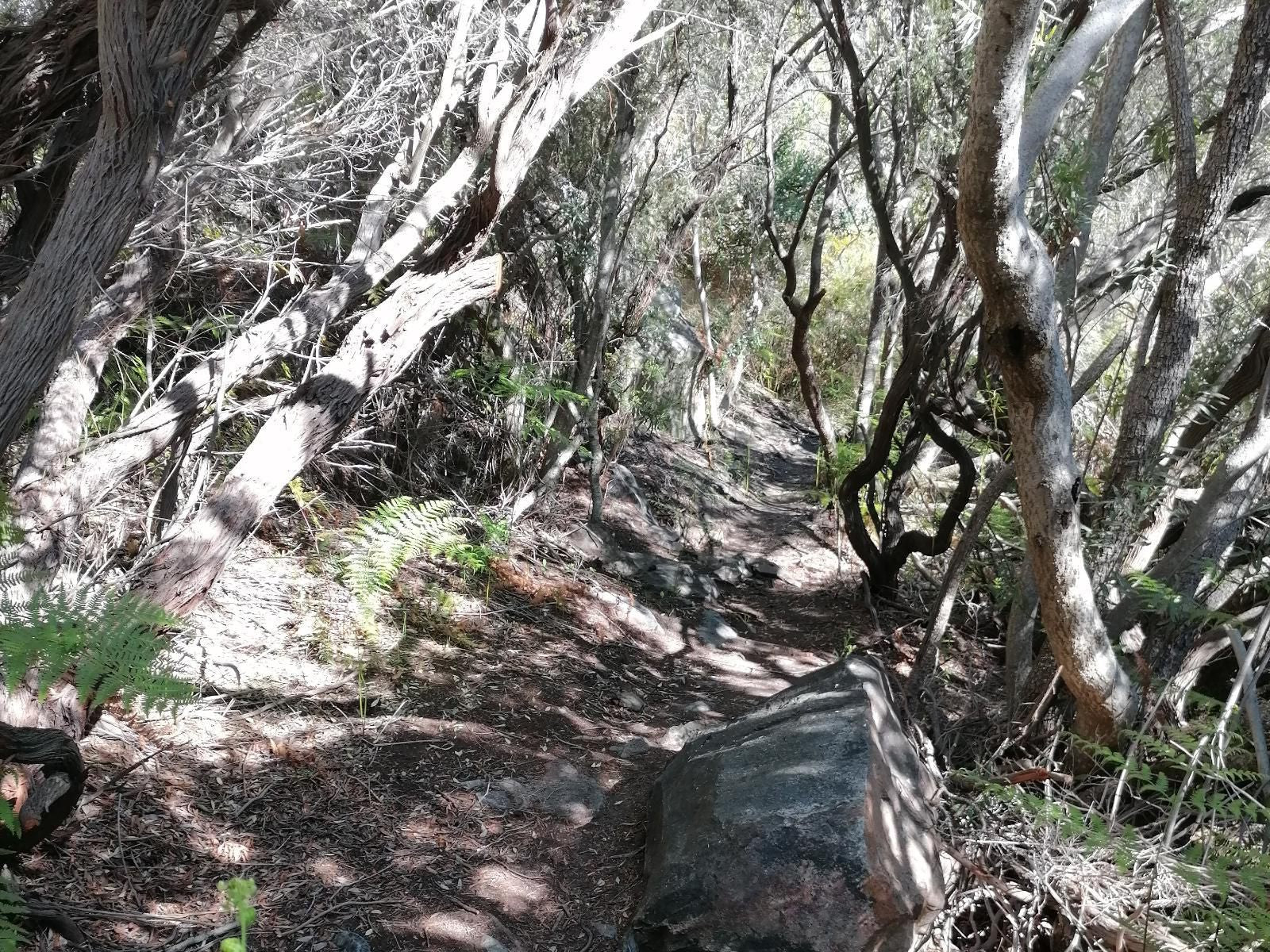 Ruah Camping Hex River Valley Western Cape South Africa Unsaturated, Forest, Nature, Plant, Tree, Wood